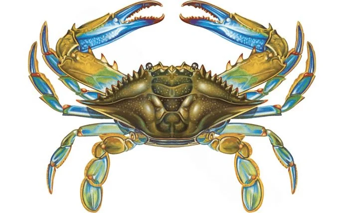 mavaquadoc962195
